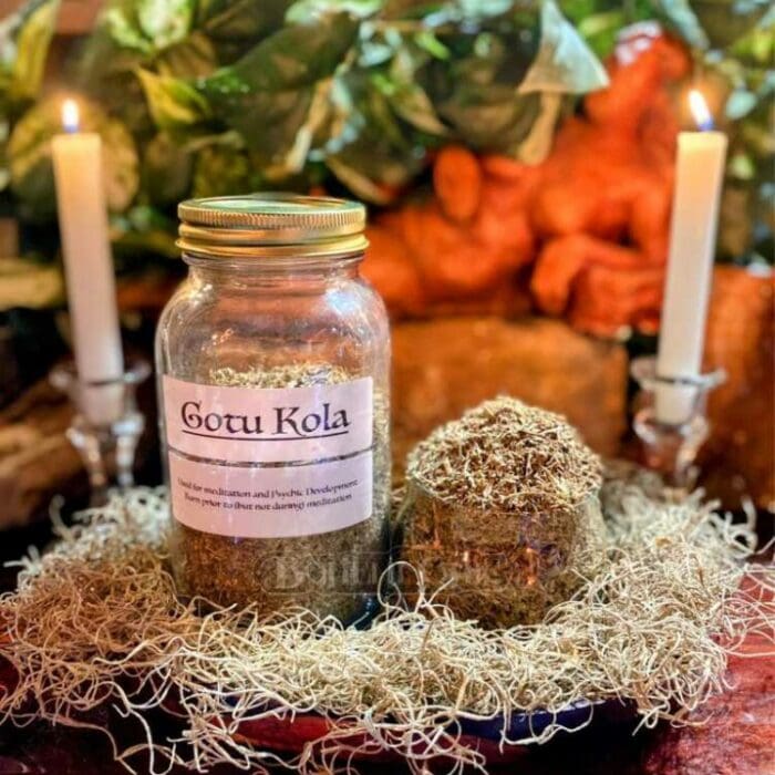 Gotu Kola is a brain-stimulating perennial that is amazing for memory and meditative practices sold at Bohemi Chic in fort Lauderdale Florida